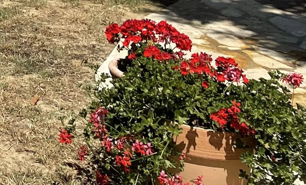 Red geraniums in a terracotta pot against the old stone wall